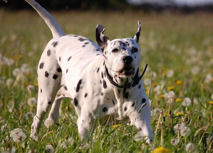 Dalmatiner Sofus - Sofus i fuld fart :-) billede 1