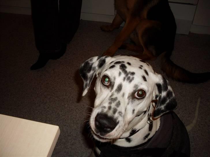 Dalmatiner Sofus billede 2