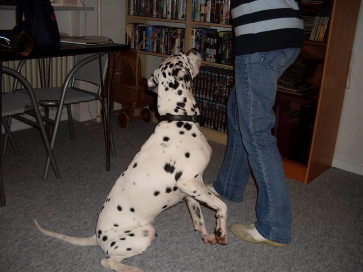 Dalmatiner Sofus billede 3