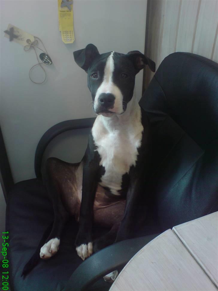 Amerikansk staffordshire terrier Vipz *RIP* - Vipz sidder bare på hendes stol, på den åndssvage måde hun nu engang sidder ;D billede 1