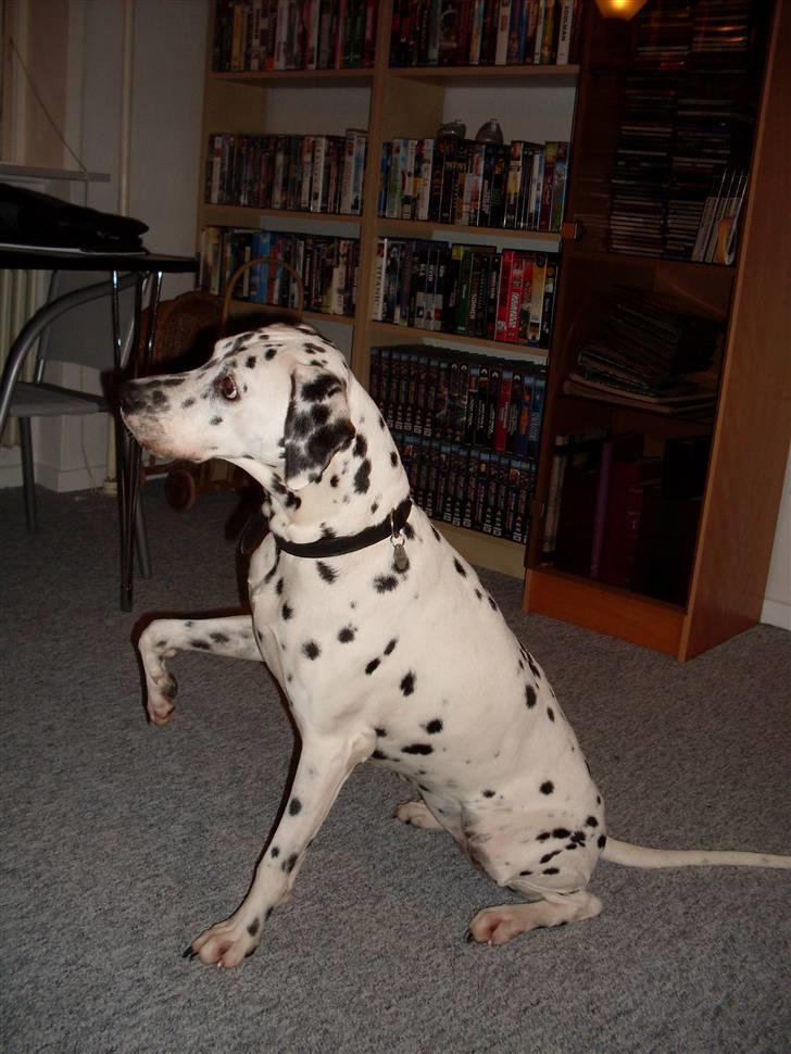 Dalmatiner Sofus billede 4