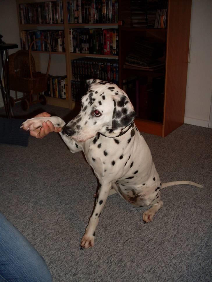 Dalmatiner Sofus billede 5