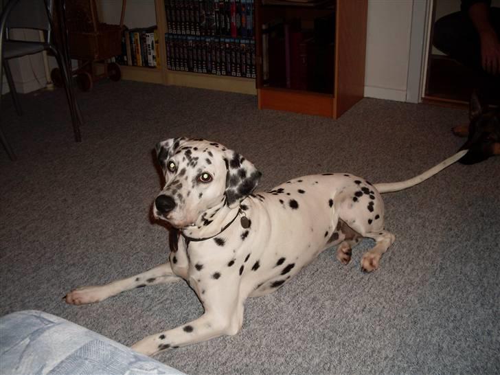 Dalmatiner Sofus billede 6