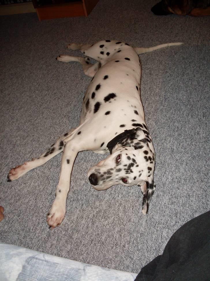 Dalmatiner Sofus - Sofus spiller "død". billede 7