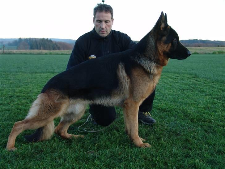 Schæferhund Aldum Amadeus billede 5