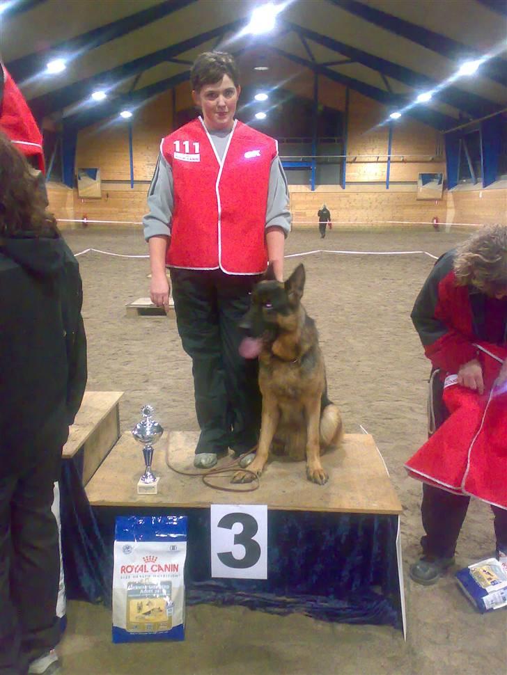 Schæferhund Aldum Amadeus billede 6