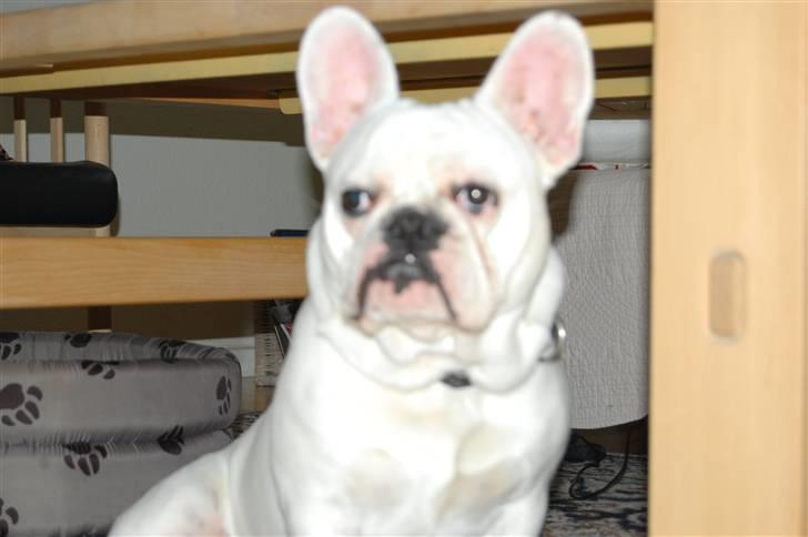 Fransk bulldog Holger - Hej det er mig der er Holger billede 1