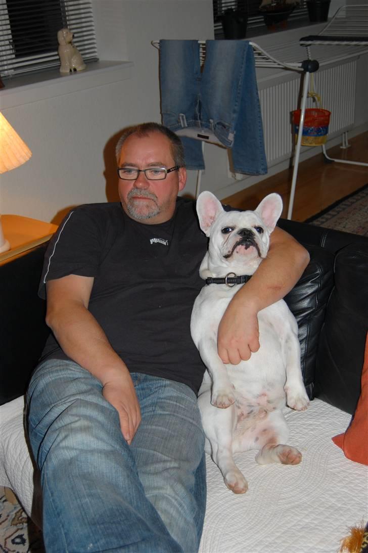 Fransk bulldog Holger - Vi slapper lige af efter en lang dag på havnen   billede 2