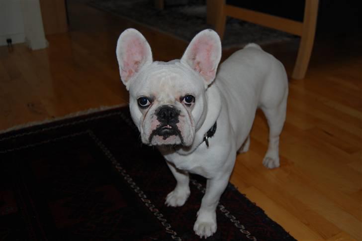 Fransk bulldog Holger - Jeg lover ikke at tisse på tæppet billede 3