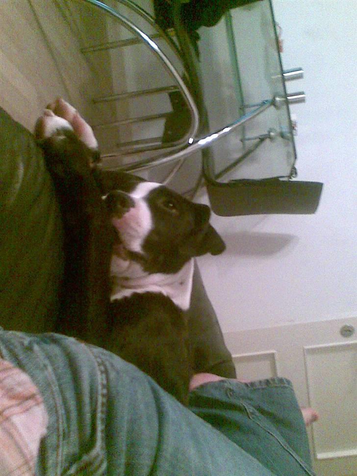 Amerikansk staffordshire terrier Vipz *RIP* - Dybt åndssvag? :D billede 2