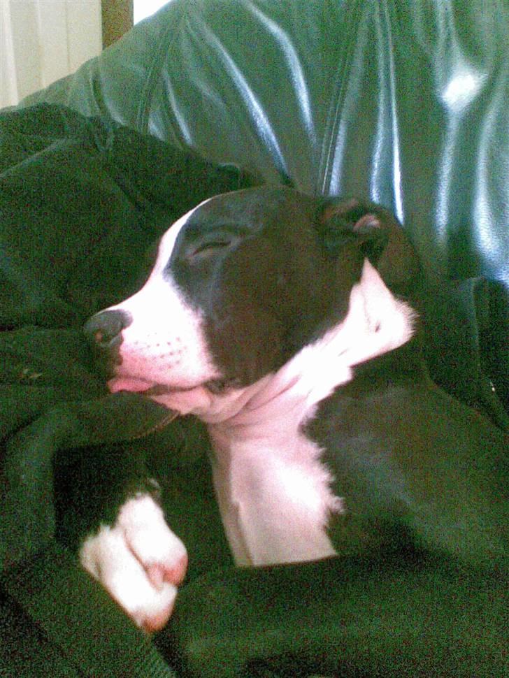 Amerikansk staffordshire terrier Vipz *RIP* - Vipz der sover :D hun er så kær når hun sover :) billede 3