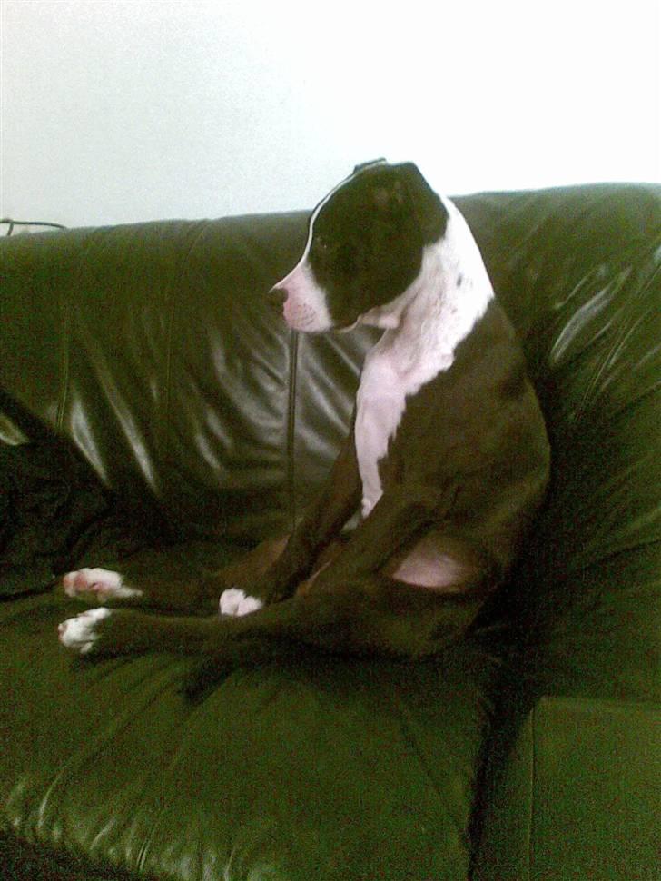 Amerikansk staffordshire terrier Vipz *RIP* - hvad skal jeg sige ? Vores hun er lidt speciel :D  billede 4