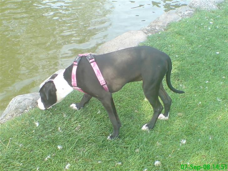 Amerikansk staffordshire terrier Vipz *RIP* - Vipz kigger på ænder :D billede 5