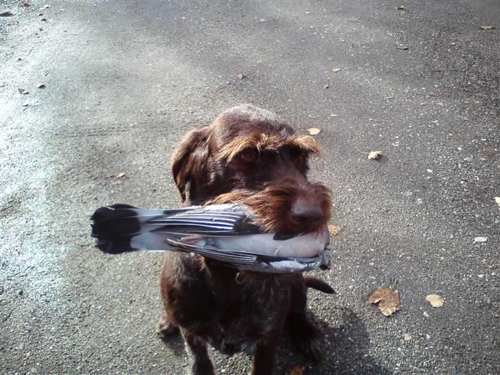 Ruhåret hønsehund Bounty billede 6