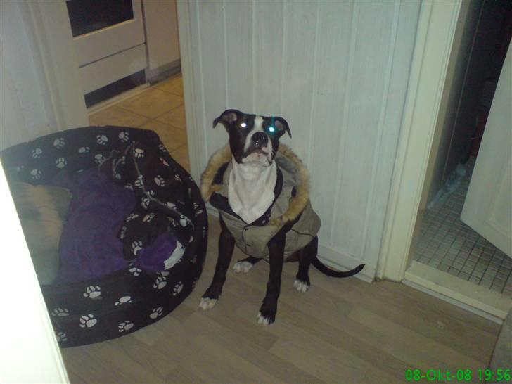 Amerikansk staffordshire terrier Vipz *RIP* - Vipz prøver tøj :D billede 6