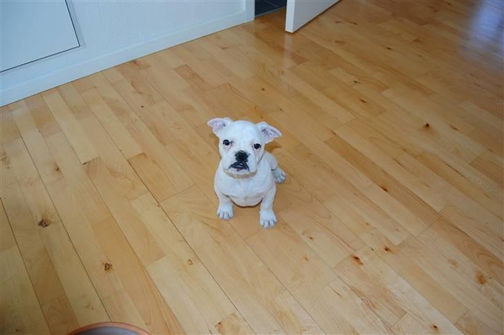 Fransk bulldog Holger - Øv hvor er der langt op billede 4