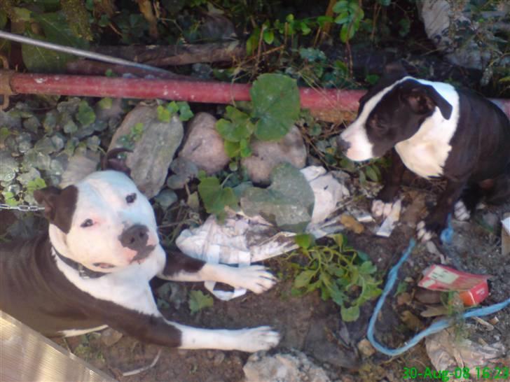 Amerikansk staffordshire terrier Vipz *RIP* - Det er Vipz og hendes far Milo :D  billede 7