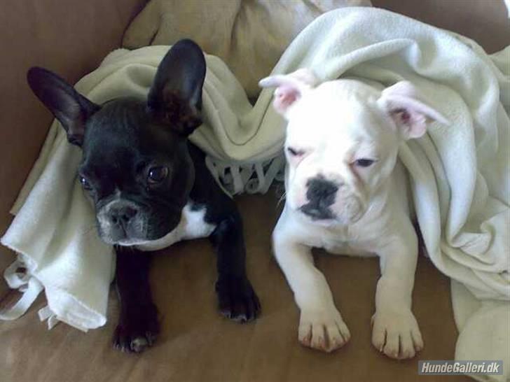 Fransk bulldog Holger - Hygger lidt med brormand Loui billede 5