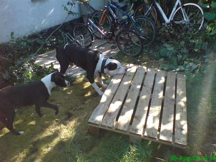 Amerikansk staffordshire terrier Vipz *RIP* - Milo skal lige vise sin lille datter hvor stærk han er :D  billede 8