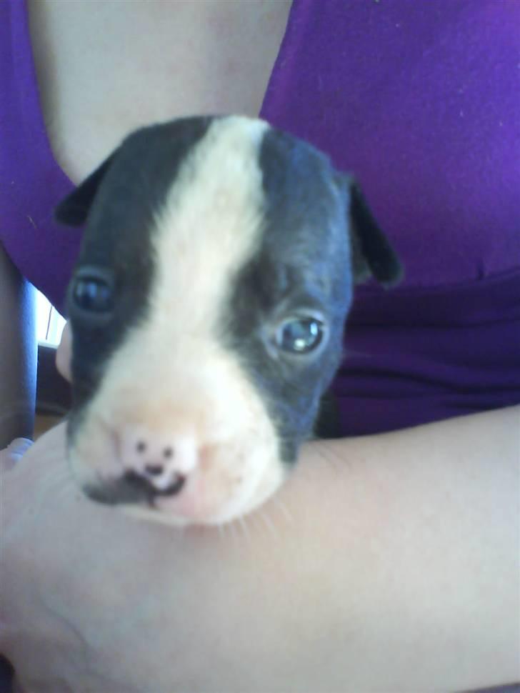 Amerikansk staffordshire terrier Vipz *RIP* - Man kan da ikke andet end at synes hun er kær med den lille smiley på næsen :´) billede 9