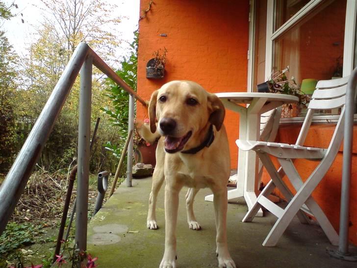 Blanding af racer Snickers billede 8