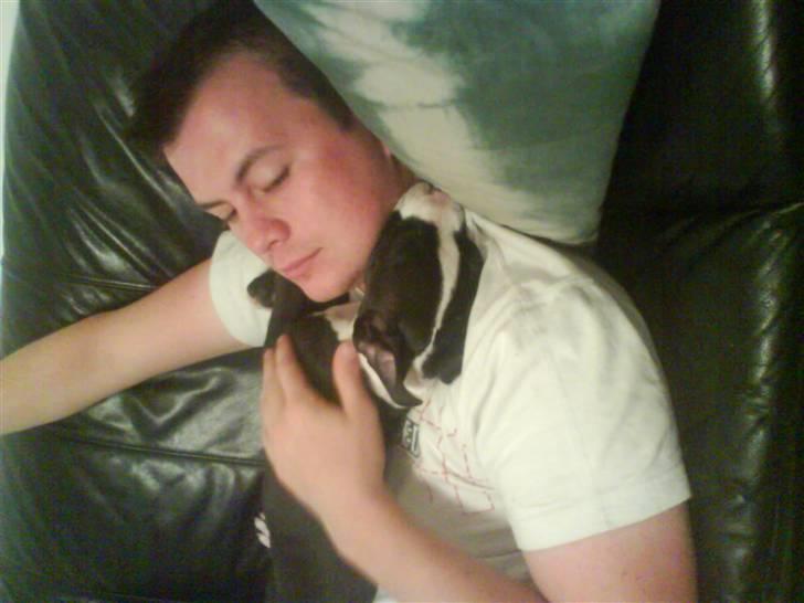 Amerikansk staffordshire terrier Vipz *RIP* - Vipz og Tonny :D Hun er fars lille putte trold :) billede 10