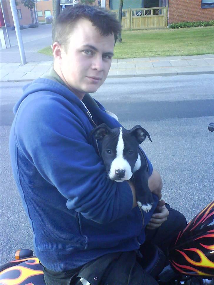 Amerikansk staffordshire terrier Vipz *RIP* - Vipz hjælper far med at trække chopperen hjem :D de er nu søde :´) billede 11