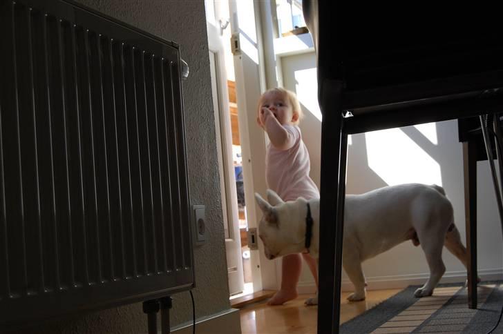 Fransk bulldog Holger billede 6