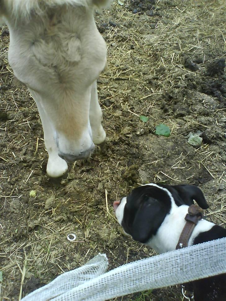 Amerikansk staffordshire terrier Vipz *RIP* - Vipz hilser på et lille føl :D billede 12