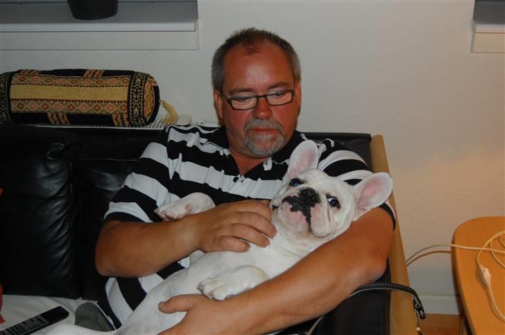 Fransk bulldog Holger - Hvad er bedre end at putte hos far billede 7