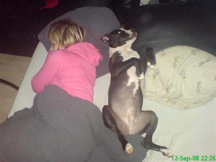 Amerikansk staffordshire terrier Vipz *RIP* - Mig og Vipz tager os lige en lille lur :D billede 13