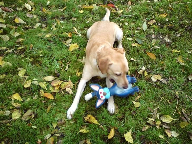 Blanding af racer Snickers billede 9