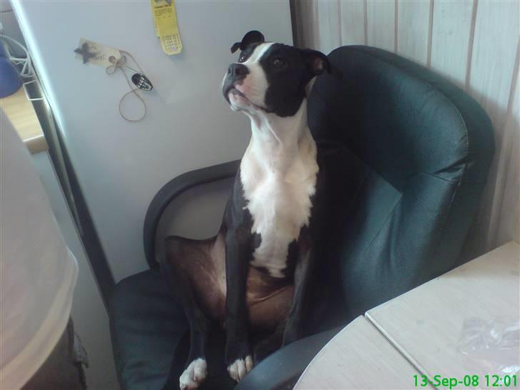 Amerikansk staffordshire terrier Vipz *RIP* - Vipz sidder på hendes fars stol og mener vist ikke der er nogen grund til at flytte sig :D billede 14