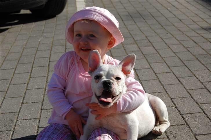 Fransk bulldog Holger - Holger og konen billede 8