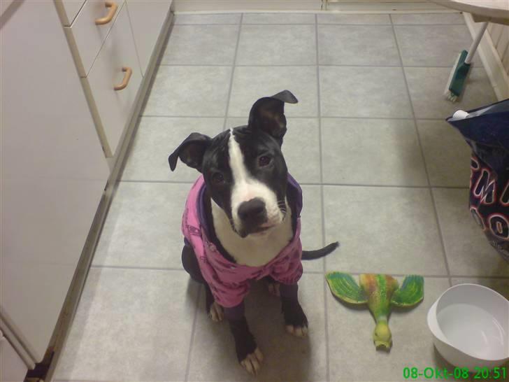 Amerikansk staffordshire terrier Vipz *RIP* - Vipz sidder og ser kær ud i en trøje hun lige skulle prøve :D billede 15