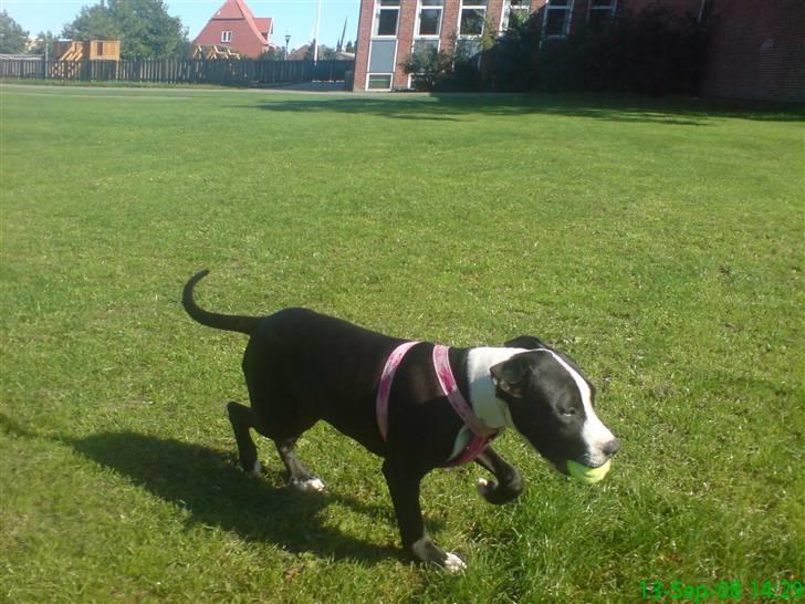 Amerikansk staffordshire terrier Vipz *RIP* - Vipz der lusker stille afsted med bolden :)  billede 16