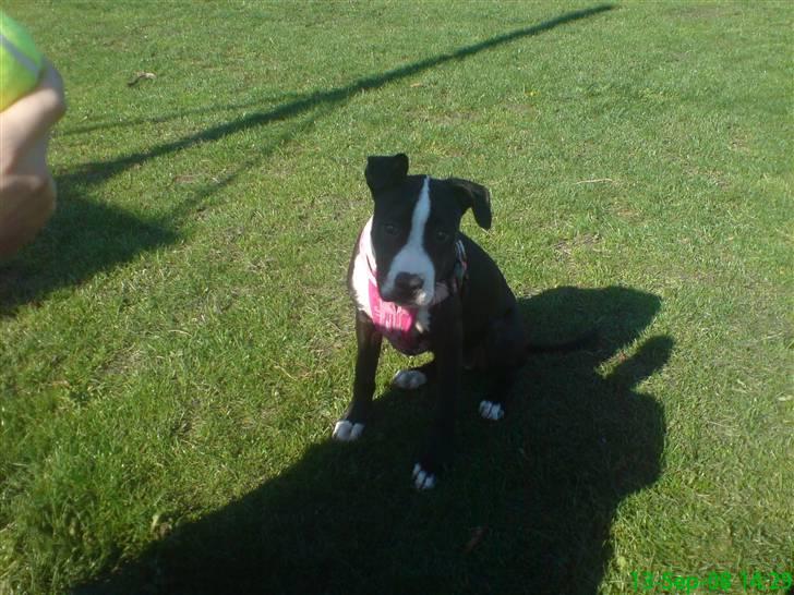 Amerikansk staffordshire terrier Vipz *RIP* billede 17