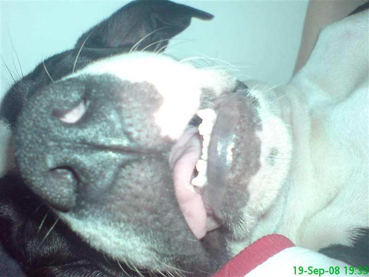 Amerikansk staffordshire terrier Vipz *RIP* - Jaaa, vipz ser ikke altid sød ud når hun sover :D billede 18