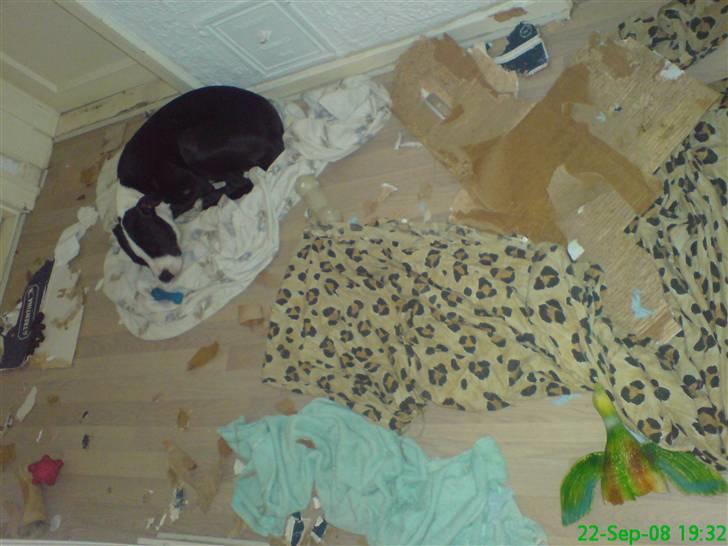 Amerikansk staffordshire terrier Vipz *RIP* - Vipz ligger og skammer sig, og håber ikke mor kan se alt det rod :D billede 19