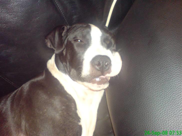 Amerikansk staffordshire terrier Vipz *RIP* billede 20