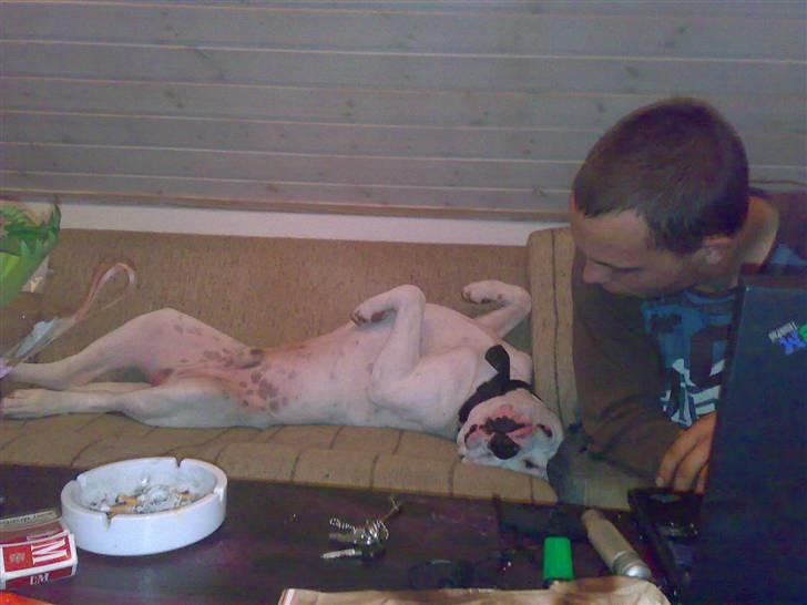 Amerikansk bulldog Spike hvil i fred  - uha jeg ligger bare godt hihi (spike ligger næsten altid underligt) men sjovt :) billede 10