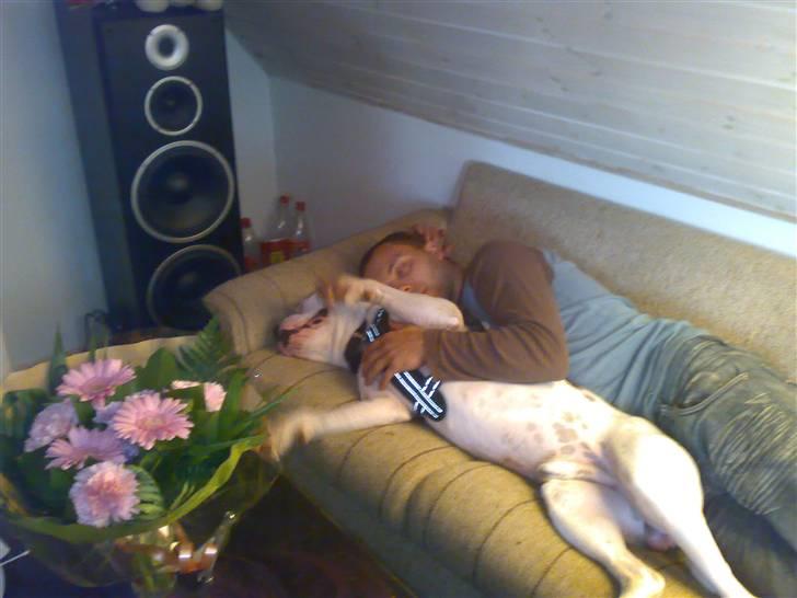 Amerikansk bulldog Spike hvil i fred  - ZZZZZ øh faldt lige i søvn  billede 11