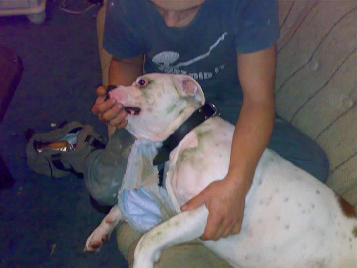 Amerikansk bulldog Spike hvil i fred  - spike mødte lige et græntræ der ik kunde flyttes (han løb alt hvad han kunde) og det gav et ordentligt huldt dunk men spike piver ikke han løb videre efter han havde lugtet til træet :) billede 12