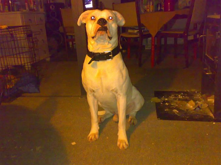 Amerikansk bulldog Spike hvil i fred  - sidste nyt roder lidt pga vi er ved og bygge om :) billede 13