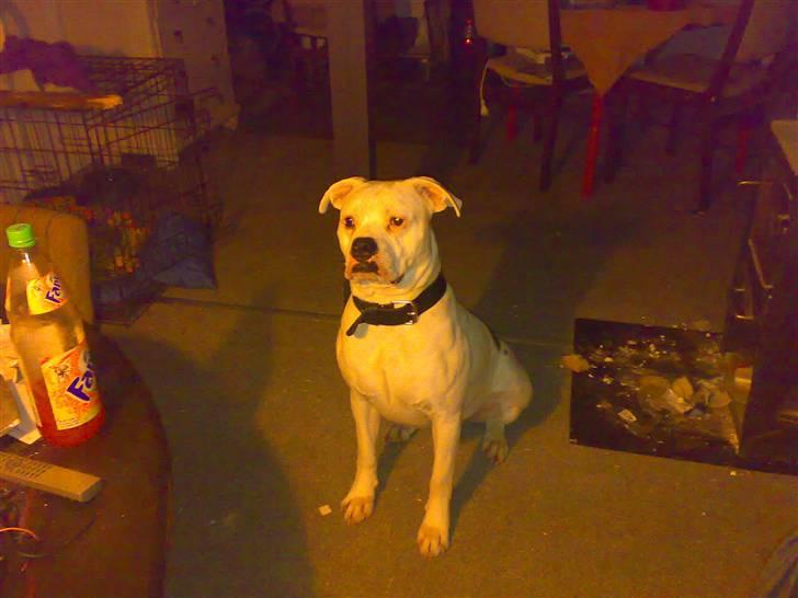 Amerikansk bulldog Spike hvil i fred  - sidste nyt roder lidt pga vi er ved og bygge om :) billede 14