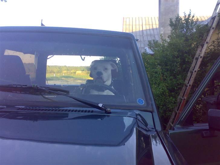 Amerikansk bulldog Spike hvil i fred  - det er altså min plads :P billede 15