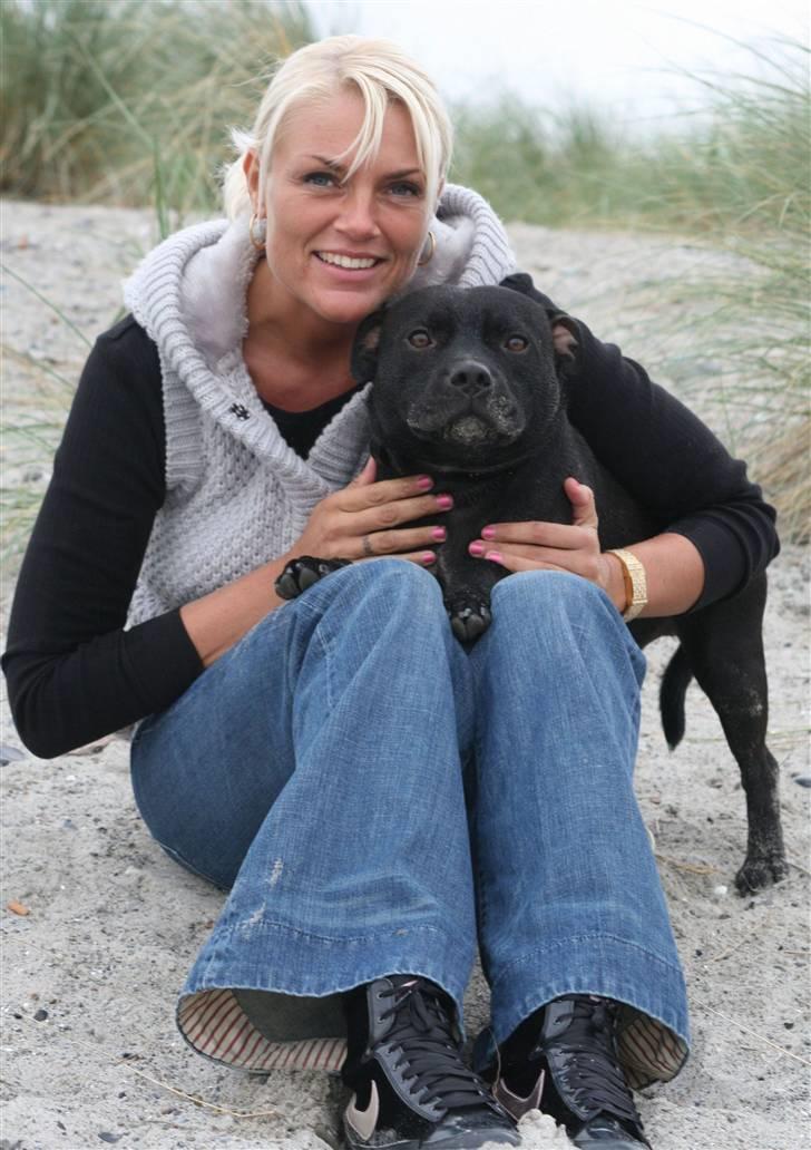 Staffordshire bull terrier Niels billede 10