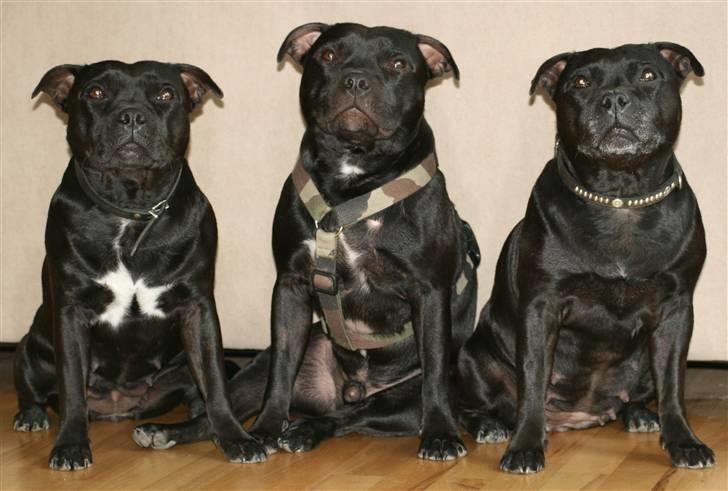 Staffordshire bull terrier Niels - Niels med sin mor og mormor billede 11