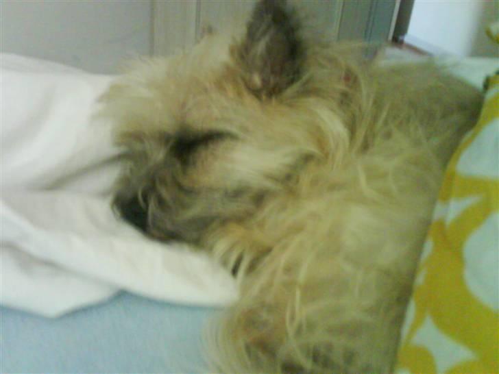 Cairn terrier mille billede 12