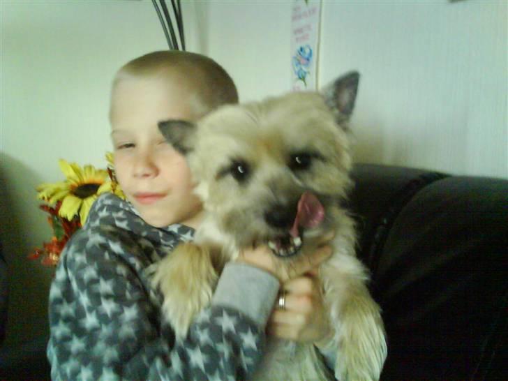 Cairn terrier mille billede 13